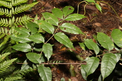 Pandorea baileyana