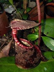 Nepenthes rafflesiana