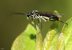 Pachyprotasis rapae