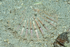 Pecten jacobaeus