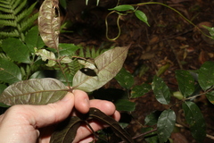 Pandorea baileyana