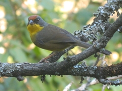 Atlapetes pileatus