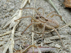 Alopecosa striatipes