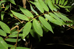 Austrosteenisia glabristyla