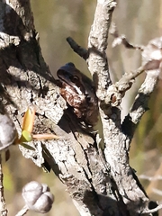 Litoria ewingii