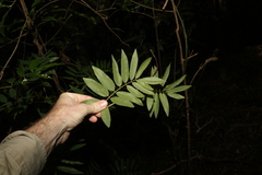 Austrosteenisia glabristyla
