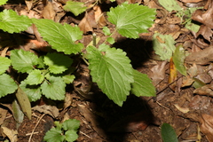 Dichrocephala integrifolia