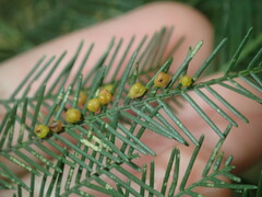 Austroacacidiplosis botrycephalae