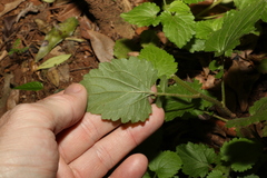 Dichrocephala integrifolia