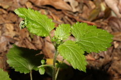 Dichrocephala integrifolia