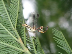 Spaminta minjerribae