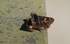 Trapezites phigalioides