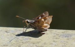 Trapezites phigalioides