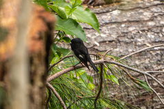 Petroica macrocephala toitoi