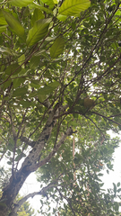 Artocarpus heterophyllus