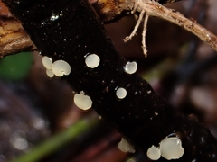 Hymenoscyphus imberbis