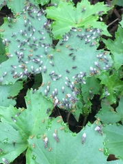 Hydrophyllum canadense