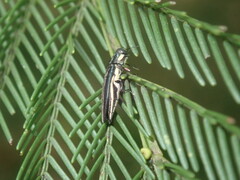 Agrilus hypoleucus