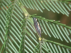Agrilus hypoleucus