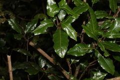 Mischocarpus australis