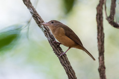 Colluricincla rufogaster