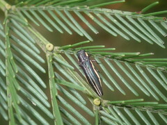 Agrilus hypoleucus
