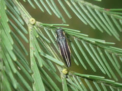 Agrilus hypoleucus