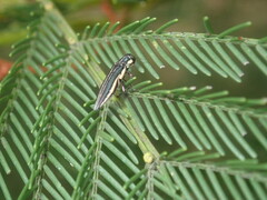 Agrilus hypoleucus