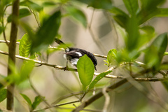 Petroica macrocephala toitoi