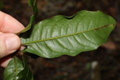 Mischocarpus australis
