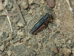 Agrilus hypoleucus