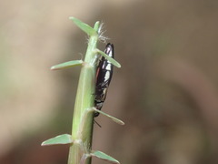Agrilus hypoleucus