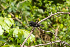 Petroica macrocephala toitoi