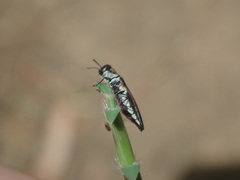 Agrilus hypoleucus