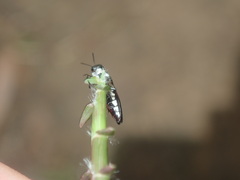 Agrilus hypoleucus
