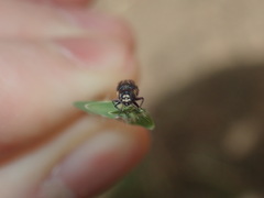 Agrilus hypoleucus