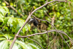 Petroica macrocephala toitoi
