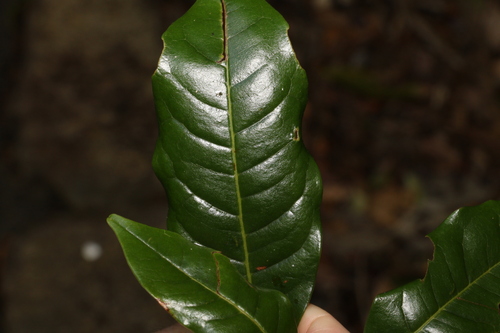 Image of Mischocarpus australis by (c) Greg Tasney, some rights reserved (CC BY-SA)