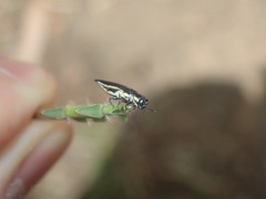Agrilus hypoleucus