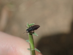 Agrilus hypoleucus