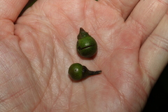 Litsea reticulata