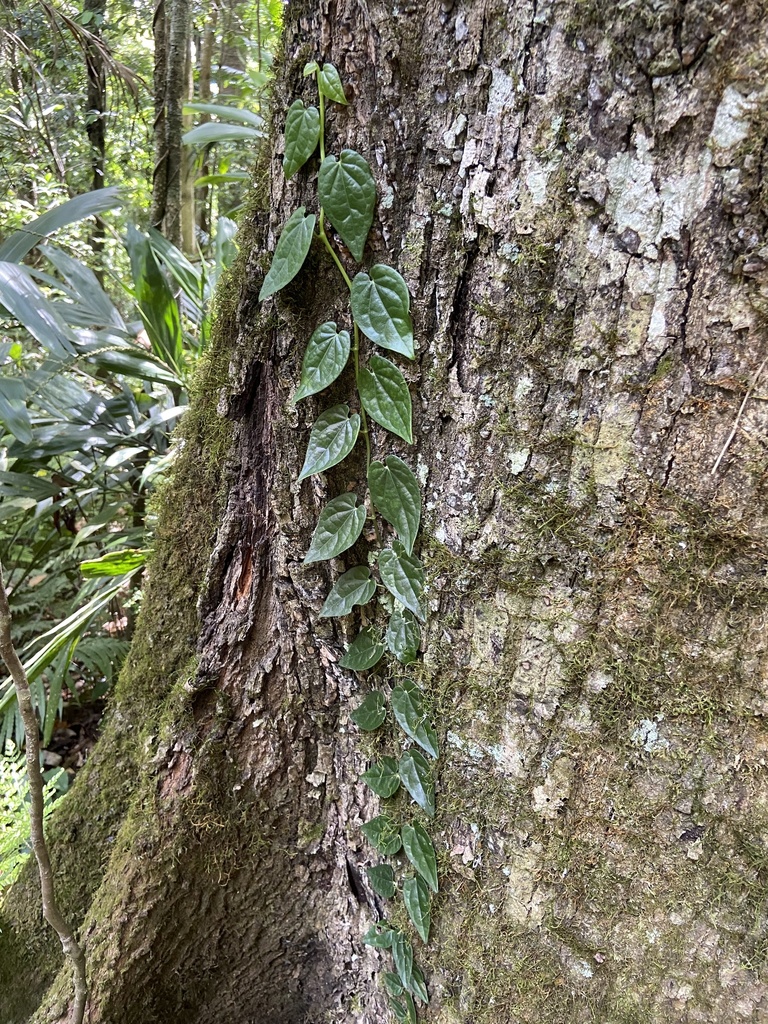 Australian Pepper Vine from Main Range National Park, Tregony, QLD, AU on December 18, 2022 at