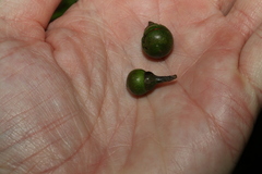 Litsea reticulata