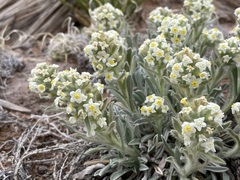 Oreocarya flavoculata