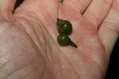 Litsea reticulata