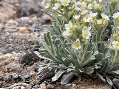 Oreocarya flavoculata