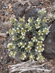 Oreocarya flavoculata