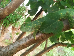 Chamaeleo gracilis gracilis