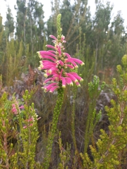Erica densifolia