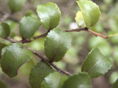Gaultheria antipoda